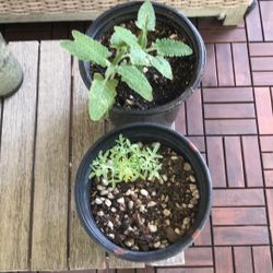 Native Plants And Succulents 