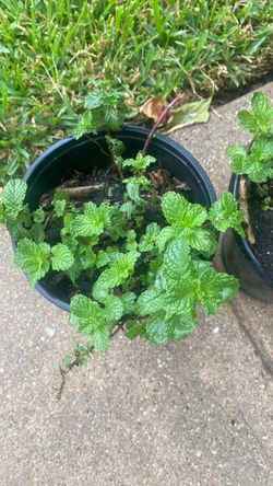 Organic mint