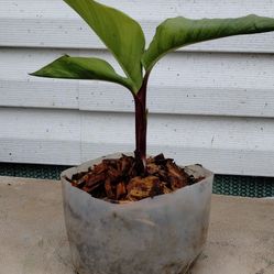 Canna Lily 