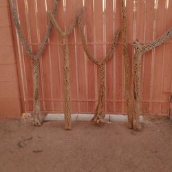 Large Cholla Cactus Skeletons 