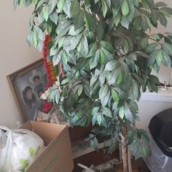 Plastic Tree