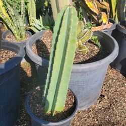 Apple Cactus 