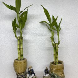 Lucky Bamboo Plants In Vintage Chinese Pot-Bamboo Plant With Old Vase($10 each)