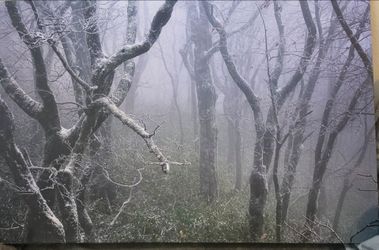 Misty Canvas Print