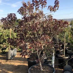 Euphorbia Caribbean Copper Tree