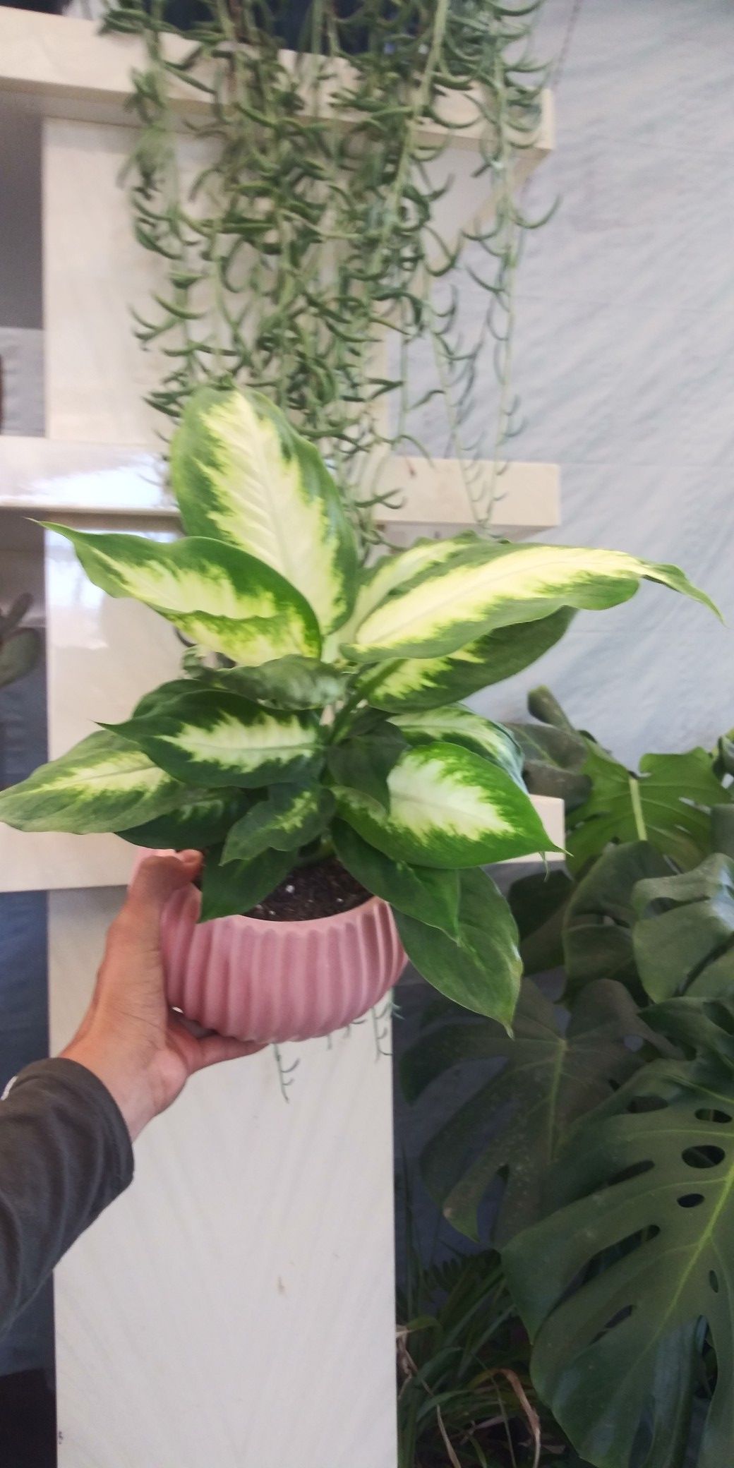 Indoor plant in pot