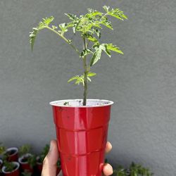Tomato Cherry Plant Organic 