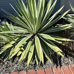 Landscape succulents FREE