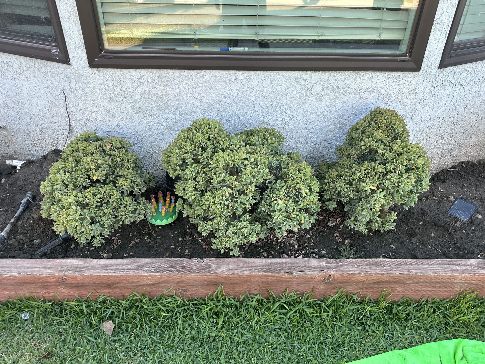 Free Shrubs Bush - Have To Pull It Out Yourself