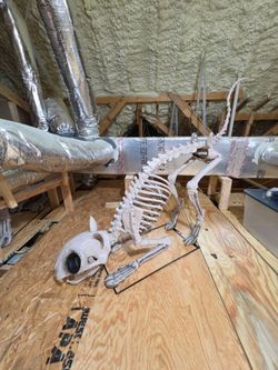 Halloween Skelly Cat -