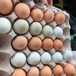 FRESH EGGS DAILY 
