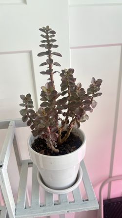 Beautiful sun stressed dwarf jade plant