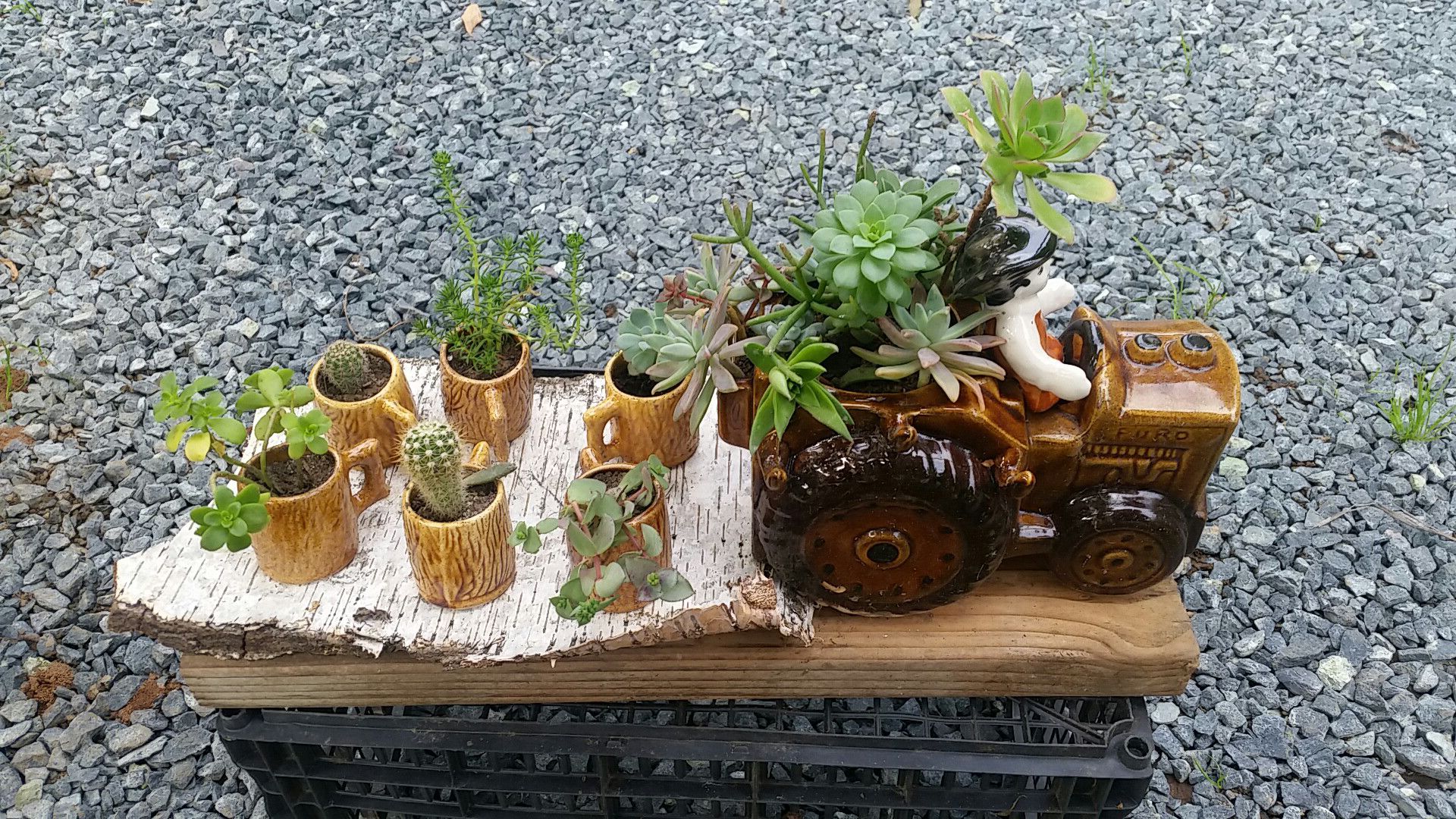 Succulent aranjament in ceramic tractor planter with small cups