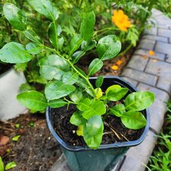 Kaffir Lime Plant 