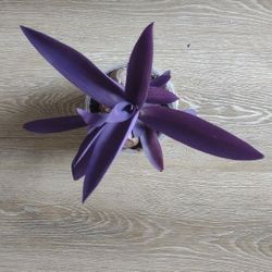 Purple Heart Plant
