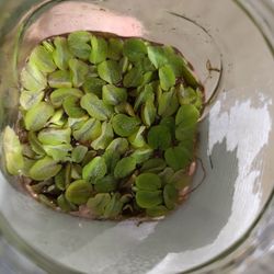 Mini Lily Pads (Water Spangle, Salvinia minima)