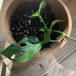 Swiss cheese plant in 4” pot