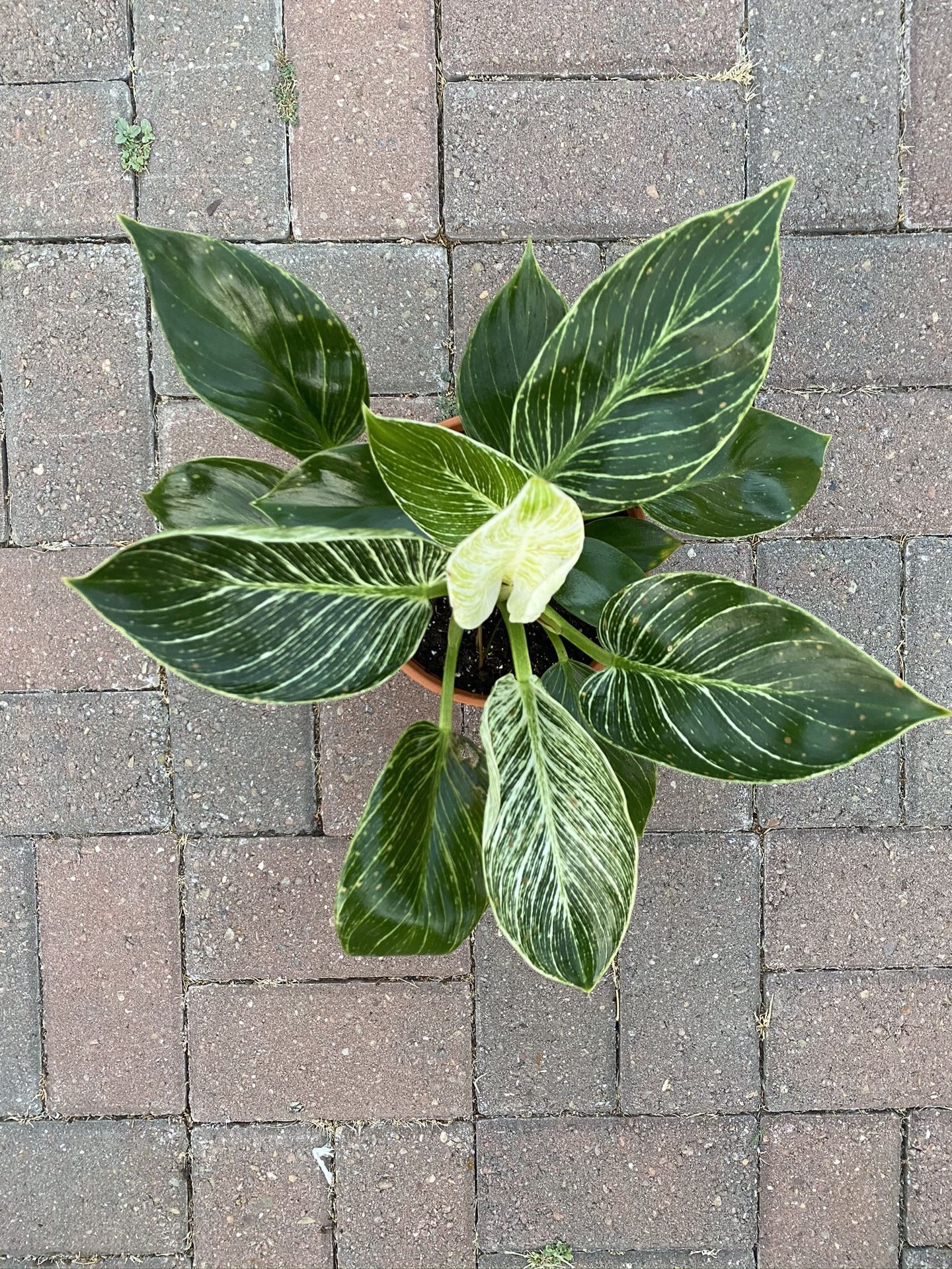 6” philodendron birkin plant