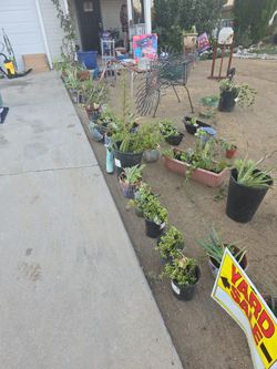 Plants