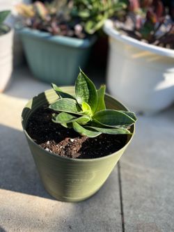 Snake plant