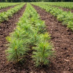 Pine Trees 