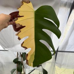 unrooted monstera aurea cutting