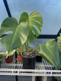 Monstera Deliciosa Plant