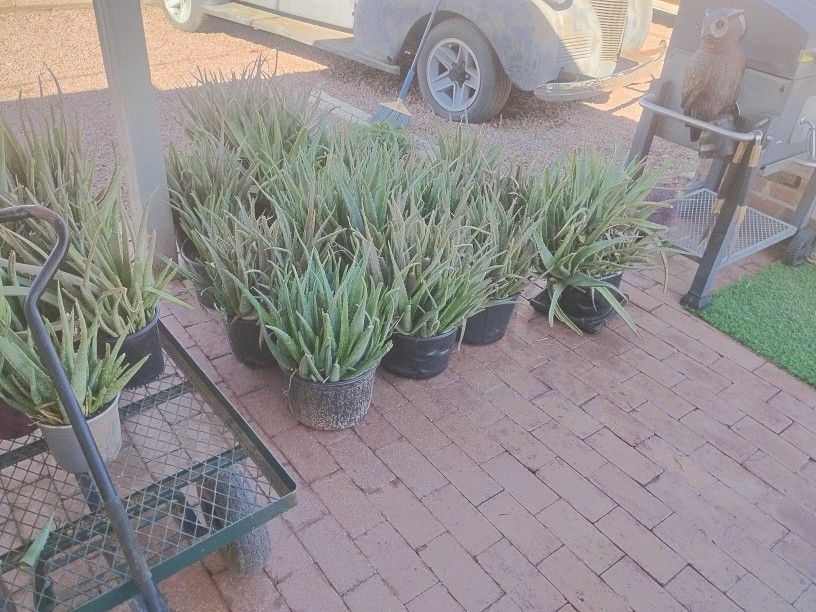 Aloe Plants