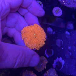 Neon Red Yuma Coral Mushroom WYSIWYG 