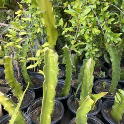 Dragon Fruit Plant 