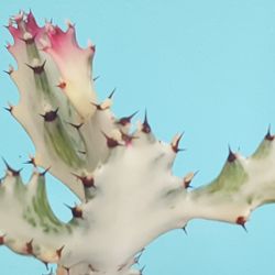 White Ghost Euphorbia Cactus Plant