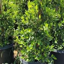 Ficus Nitida Hedge Or Privacy