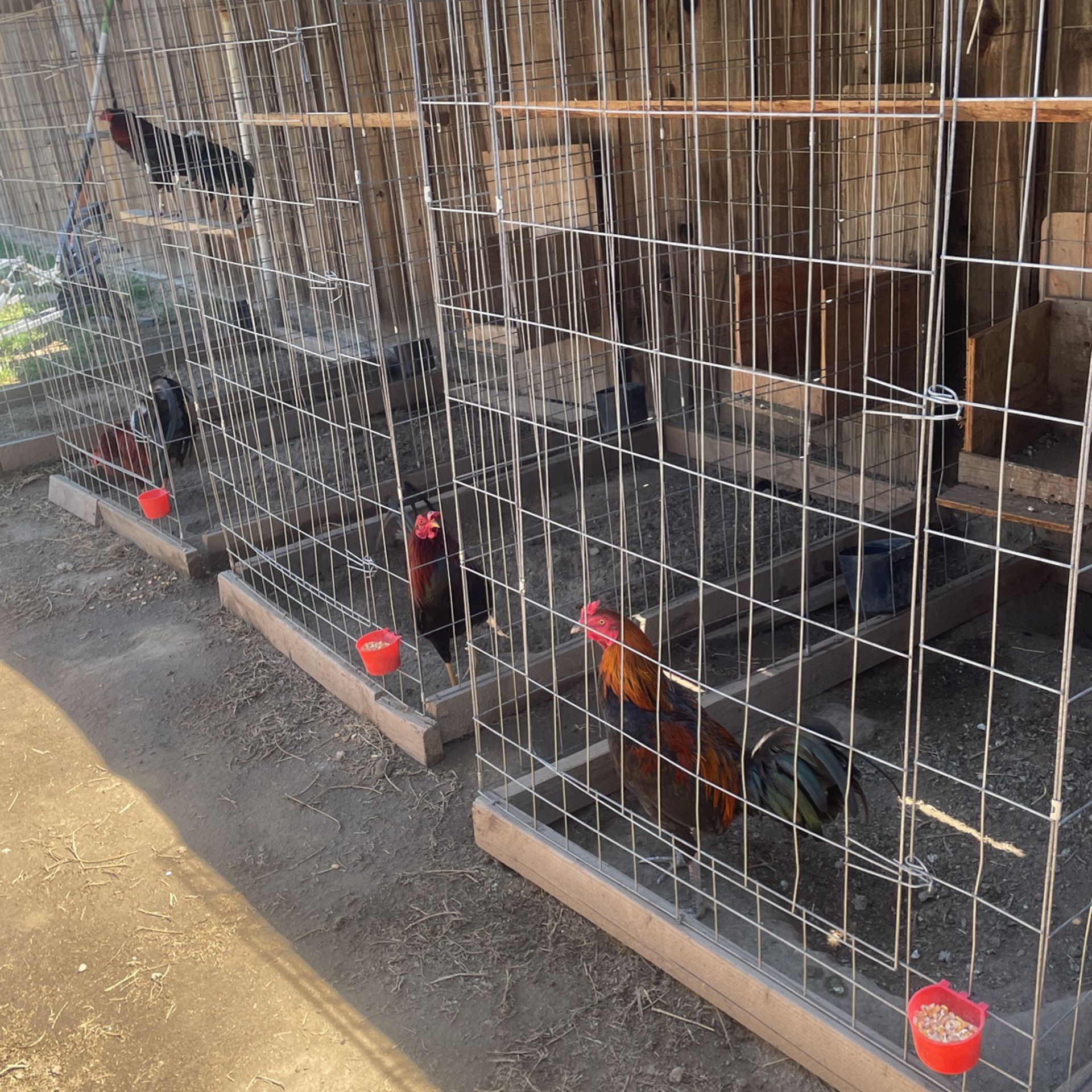 rooster cages 