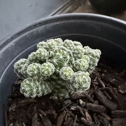 Mammillaria vetula succulent