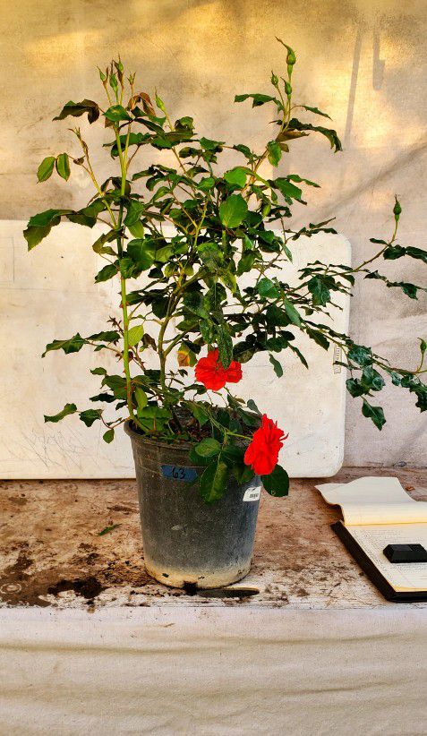 #63 Rose Red Flower In 5gal Pot