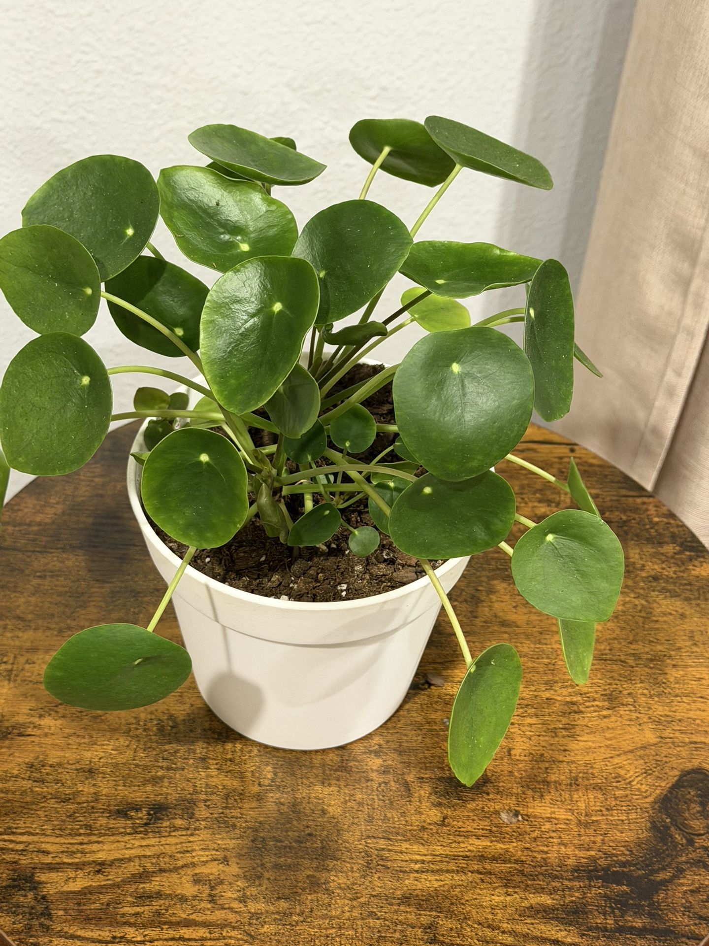 Pilea Chinese Money Plant