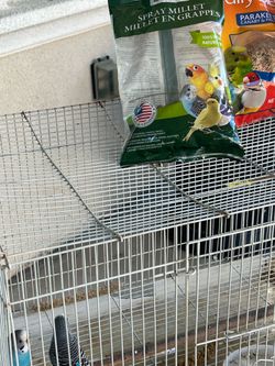 Bird food