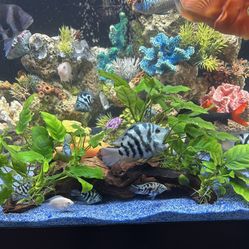 Aquarium Decorations 