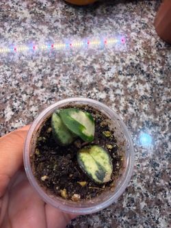 2” hoya mathilde variegated