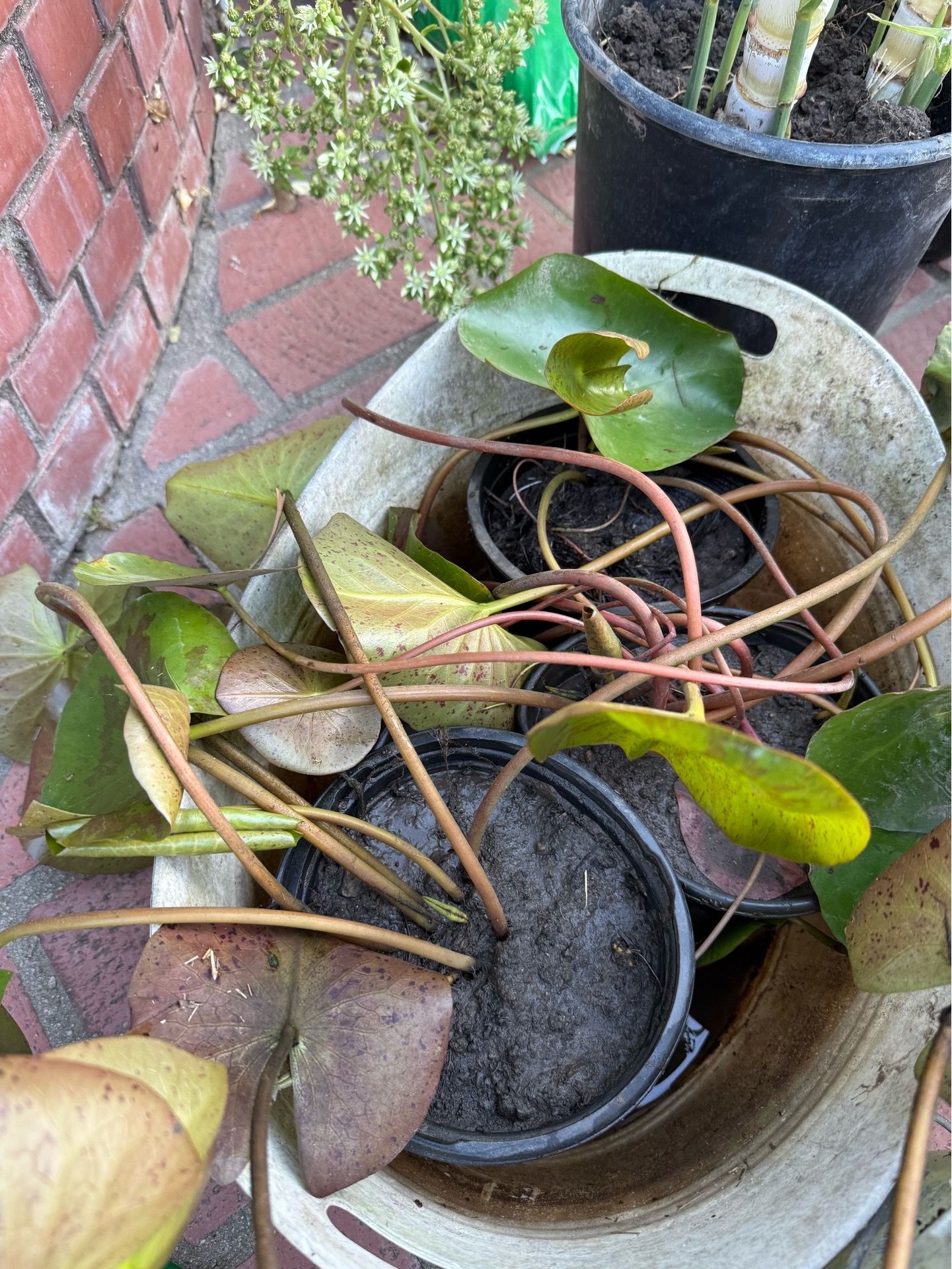 Water Lilies and Water Hyacinth