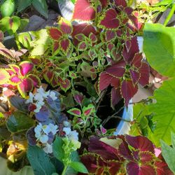 Beautiful Colorful Plants $5 Each