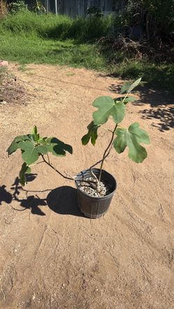 UCR-187-25 Fig tree 3 gallon
