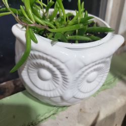 Beautiful Healthy Ruby Necklace