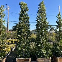 Ficus Nitida Indian Laurel Privacy Hedge