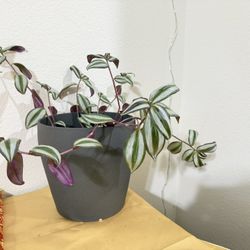 Zebrina Plant With Pot