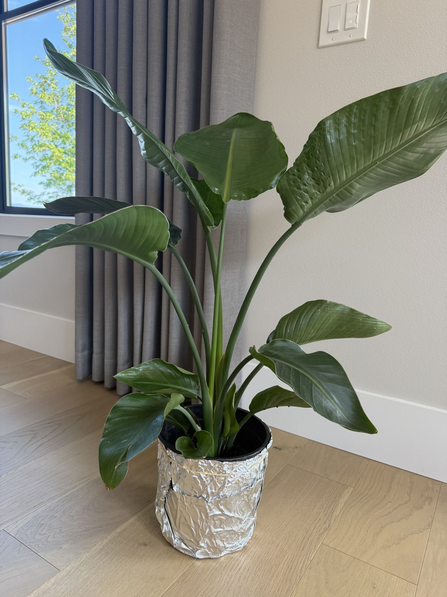 Bird of Paradise Indoor Plant