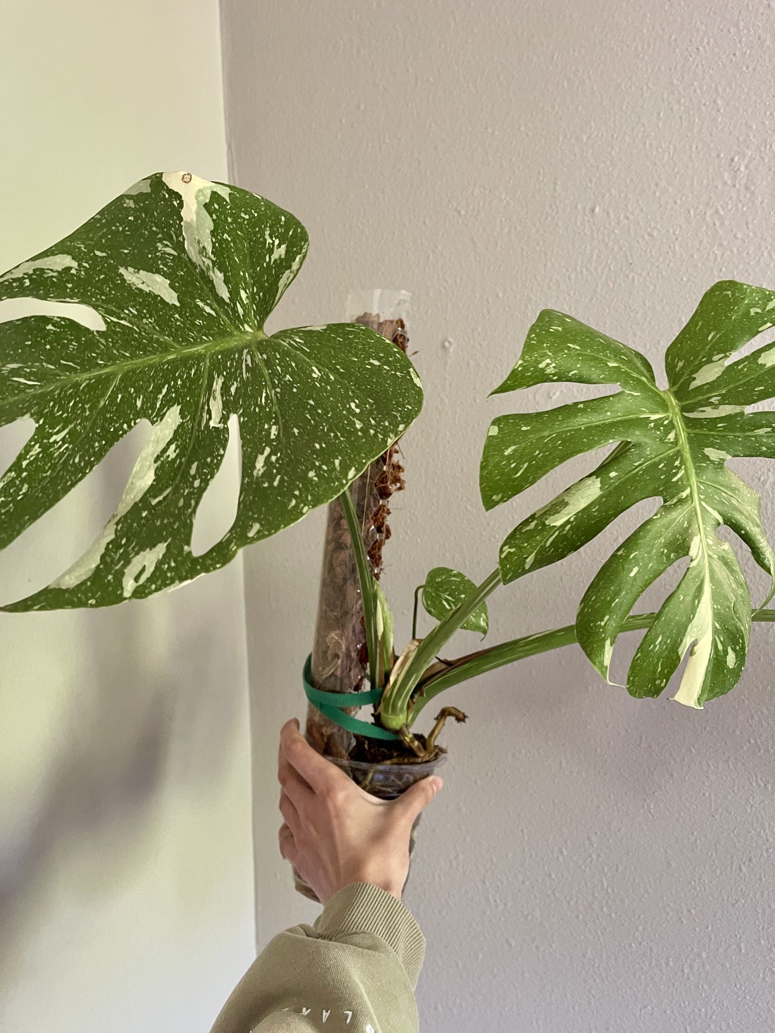 Thai Monstera