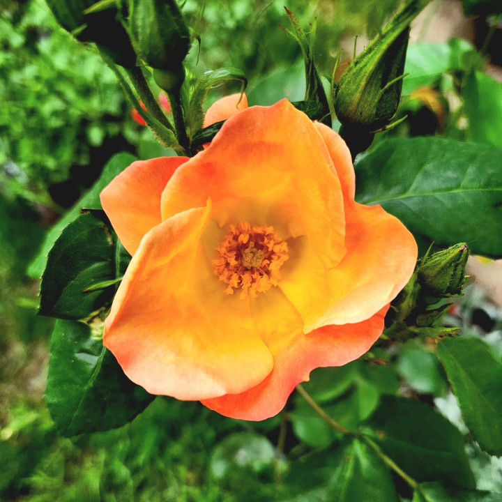 Fragrant Rose-  1 Gal Pot Morning Colors