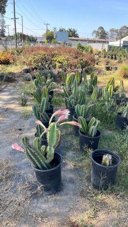 Cereus cactus