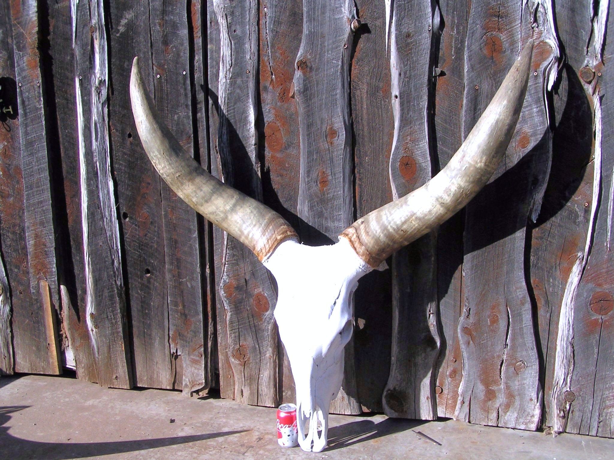 Giant watusi steer skull with horns